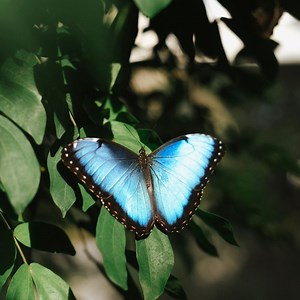 Your Kids Will Love The Cambridge Butterfly Conservatory