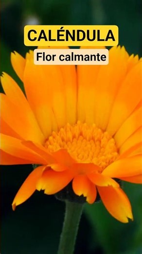 🌼✨ CALENDULA: the flower that regenerates your skin