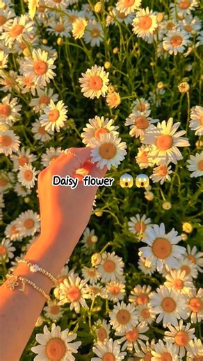 Daisy flower 😱😱☺️ #viral #daisy #flowers #shorts