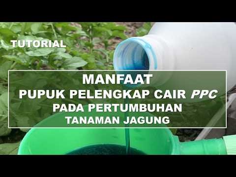 Tutorial Manfaat Pupuk Pelengkap Cair pada pertumbuhan tanaman jagung