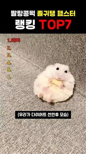 Top 7 Cute and Fluffy Hamsters