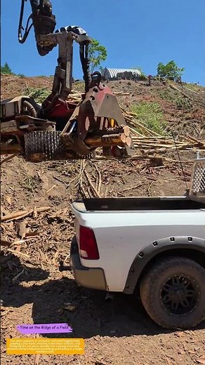 Grab and Chop: How a Logging Head Turns Trees into Truck-Ready Logs