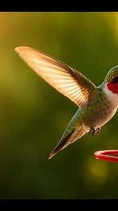 How Hummingbirds Hover and Fly Backwards — Wing Secrets in Slow Motion and Airflow