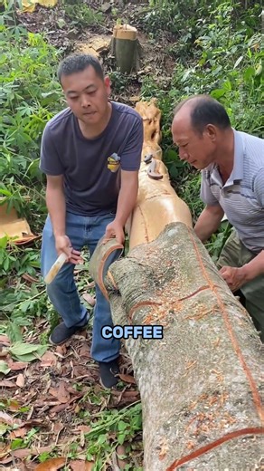 How Cinnamon Is Harvested From Tree Bark 🌿