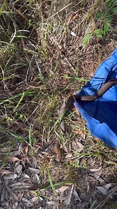 DEADLY SNAKE ON WINDOW! 😮 | EASTERN BROWN SNAKE ALERT Watch this venomous eastern brown snake climb a window—intense and dangerous reptile encounter! #easternbrownsnake #EasternBrownSnake #Venomous #Reptiles #SnakeAlert #WildlifeEncounter #DangerousAnimals #SnakeClimbing #NatureWatch #FYP #ForYouPage | Wildlife With Stuart Mckenzie