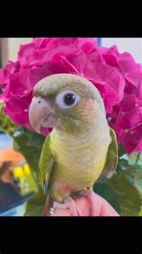 🌟Discover the adorable company of a cinnamon-green cheeked conure 🌿🦜 This small and colorful companion will fill your life with joy and fun. 🎉 Visit us at 953 E Sahara Ave Unit B-10 to meet these incredible parrots or call us at ☎️ 7924105027 for more information. Don't miss the opportunity to have this charming parrot as your next pet! 🐦✨ #PoroDeMejillaVerdeCanela #Pet Exotic #LovePlumífero 🌈 | XM PETS