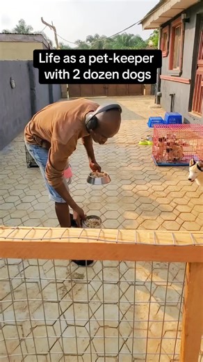 My Morning Routine Caring for 19 Dogs and Puppies