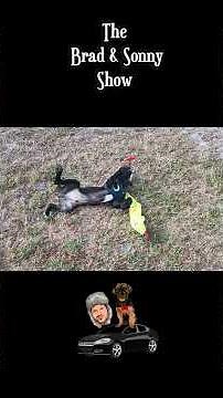 Lab-Pointer Puppy’s Hilarious Backyard Toy Tumble!