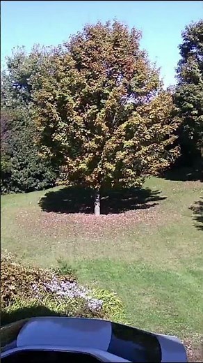 timelapse of maple tree in fall