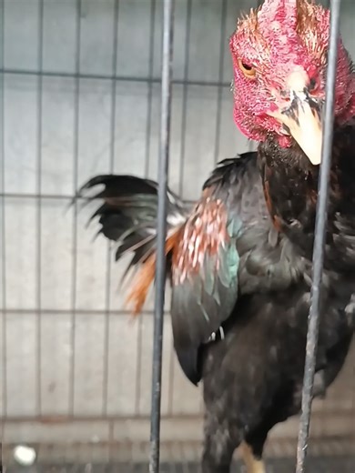 Shamo late maturing. #asil #shamo #gamefowl #gamefowlbreeders