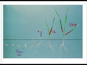 Growth Cycle of Grass
