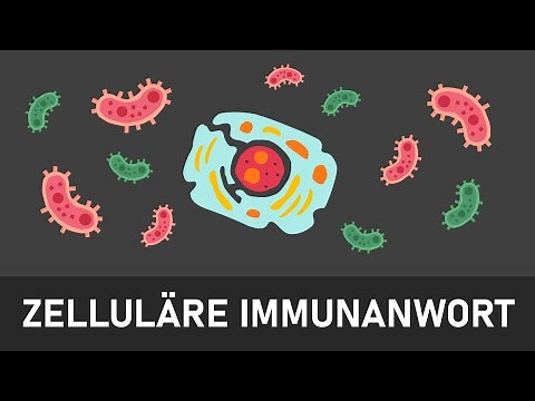 Cellular immune response | Specific immune defense | Immune defense explained simply
