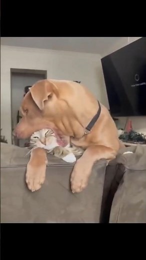 Dog VS Cat The FUNNIEST Mess Ups