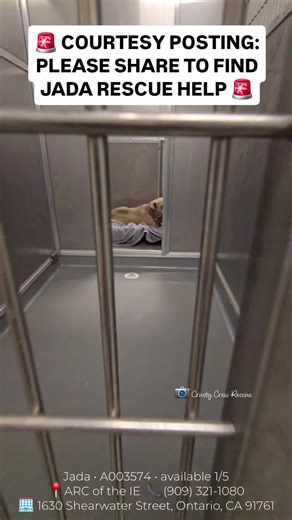 Urgent: Help Find a Home for Jada the Pit Bull