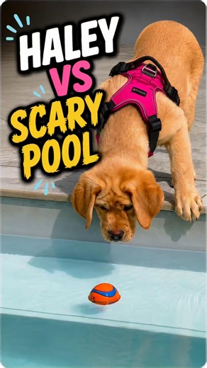 Labrador vs Big Pool… What Could Go Wrong? 😅 #haley