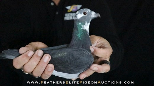 Feathers Elite Pigeon Auctions on Reels