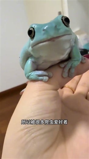 老爺樹蛙，體型很大卻很溫順的青蛙。 #老爺樹蛙 #動物的迷惑行為 #萬物可愛計劃