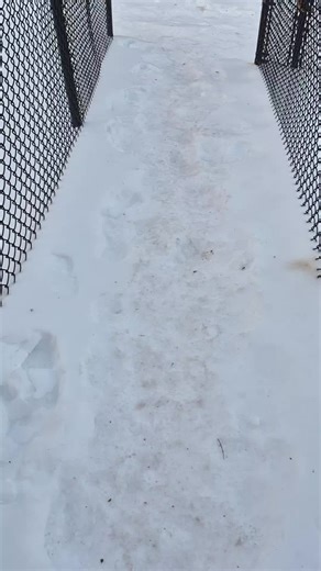 all ice | ices