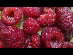 ラズベリー Vol1 ラズベリーの実から種を取り出し栽培してみる。 種まき編
