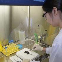 Video: In Vitro Differentiation of Mouse Granulocyte-macrophage-colony-stimulating Factor GM-CSF-producing T Helper THGM Cells