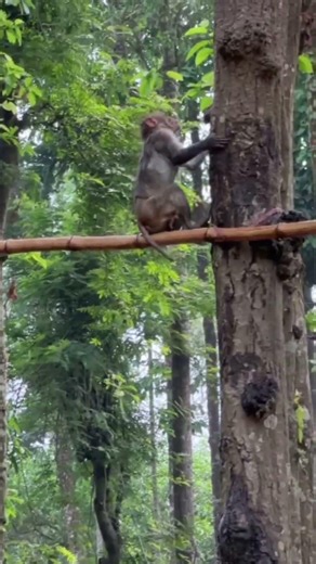 Playful Monkey Climbing a Tree | Funny Jungle Animal Moment 🐒🌳