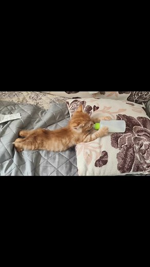 Cat Lovers Club on Instagram: "📽 from @布丁和小橘 | DY #catloversclub"