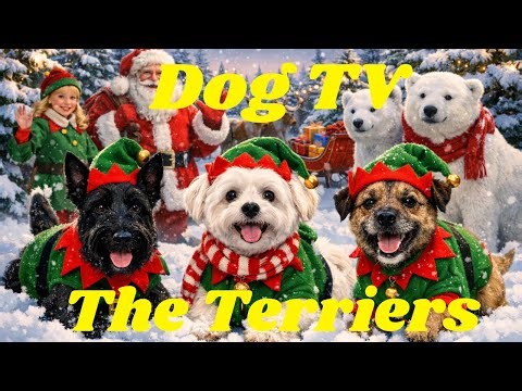 Dog TV | A Day With The Terriers