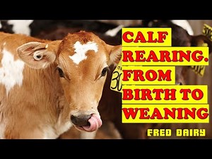 CALF REARING FROM BIRTH TO WEANING Fully Detailed