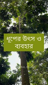 ধূপের উৎস ও এর ব্যবহার। #Ailanthus #Alianthus_triphysa #Ailanthus_malabarica #halmaddi #simaroubaceae #ferntop #evergreen #rainforest #tree #botany #lifescience https://youtu.be/aJe_iyil9WE?si=IQuwKxKxq2puayBp | Md Azharul Islam Khan