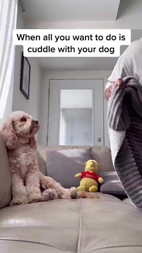 Love is pure 🥺❤️ #doglover #puppylove #Love #dogsofttiktok #petlover #foryou #fy #lunatheminicockapoo | Luna Cockapoo