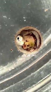 embryonale Entwicklung (Larve) im Ei von Fischen (Medaka) orizias latipes #fisch #biologie