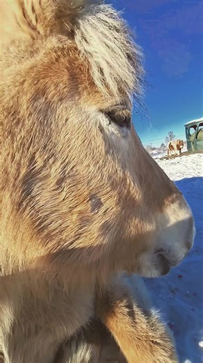 reicht jetzt auch wieder mit winter eyy😭 #equestrianwinter #snow #cro