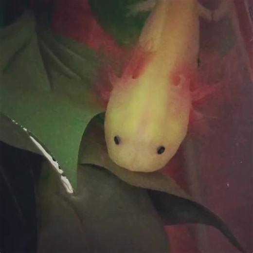 Why Do Axolotls Bark? Exploring the Unusual Sound of These Cute Creatures