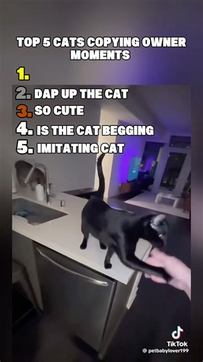 Top 5 cats who mastered the art of being mini-humans 😸 Wait till you see #1!