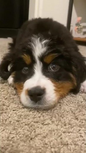 Bernese Mountain Puppy Has Something To Say #bernesemountaindogs #pets #cute
