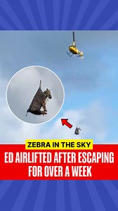 Ed the zebra, who became a viral sensation after escaping in Tennessee, has been captured following more than a week on the loose. Over the weekend, he was spotted galloping along roads in Christiana. Authorities located him in a nearby pasture and safely recaptured him. To transport him securely, Ed was airlifted after his capture, putting an end to his wild journey. . . . #zebra | #airlifted | #Tennessee | #christiana | #viralvideo | #RepublicWorld | Republic