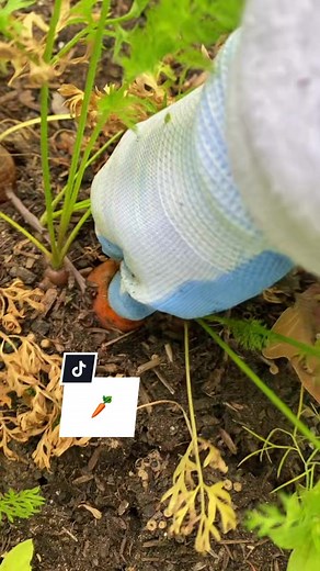 Harvesting Carrots: Satisfying Moments of Pulling Carrots from the Ground
