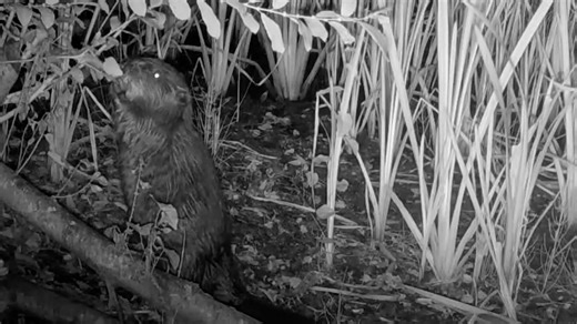 Watch: New kits on the block as beavers give birth