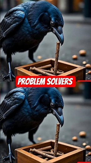 Crows: The Genius Problem Solvers of the Sky #birds #animalfacts #nature