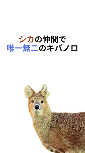 唯一無二のキバノロ #ショート #プチ知識 #雑学 #一分でわかる #動物 #青山龍星