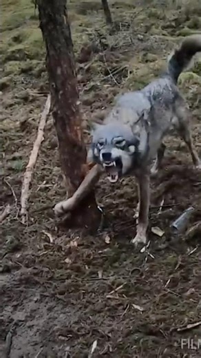 Rescuing a wolf from a hunting noose | Film Studio Aves
