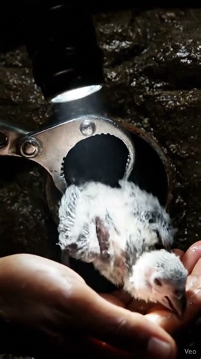 Baby African Grey Parrot Saved 🐦✨ | Emotional Pipe Rescue