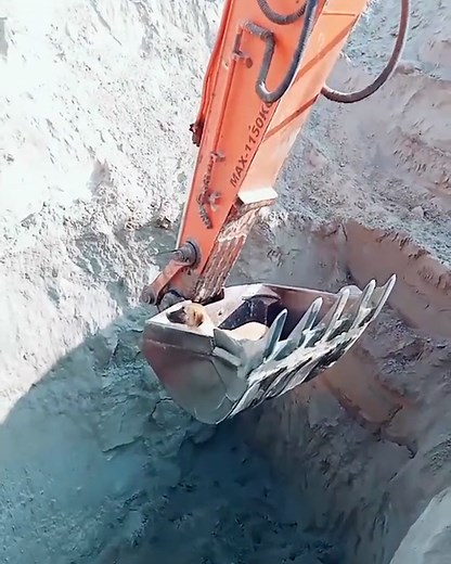 Construction workers rescue dog from a pit 😱 | Furry Tails