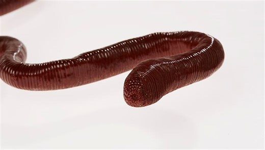 One Of The Largest Earthworms On Earth Grows Up To 3 Meters And Makes Some Very Odd Sounds