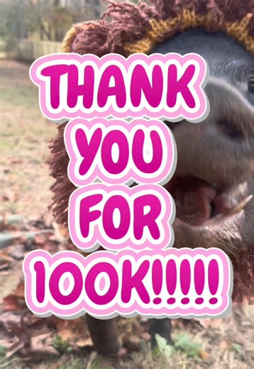 Chucky the Pig Celebrates 100k Followers on TikTok!