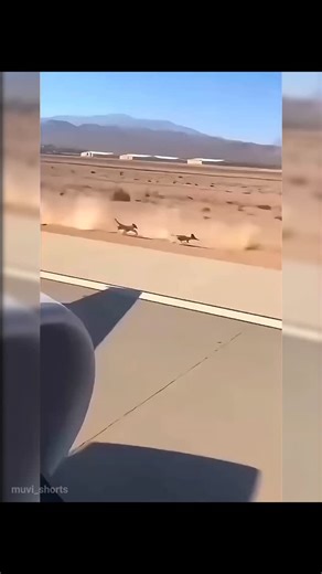 Vipul | Looney Tune's "Road Runner" in Real Life❤️❤️ Remember! #shorts #viral #new #amazing #insane #roadrunner #cartoon | Instagram