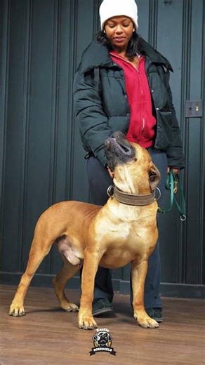 Why Some Boerboels Are More Active Than Others