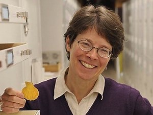 Fossils as a Tool for Marine Restoration: Old Shells Provide New Insights For Santa Monica Bay — Institute of the Environment and Sustainability at UCLA