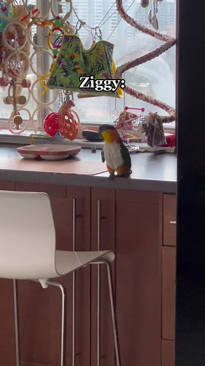 Caique Parrot Ziggy Wake-Up Call