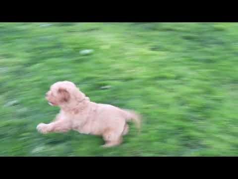 Cockapoo Puppies For Sale